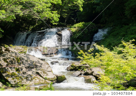 新緑の江竜田の滝 103407884