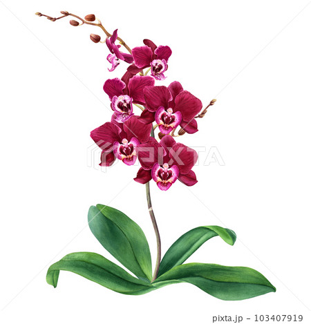 Orchid flower plant with blooms. Watercolor botanical illustration isolated on white for cards, invitation, 103407919