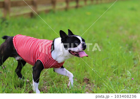 春の鳩山町愛郷の里ドックランで遊ぶボストンテリアのマイティ君♡ 103408236