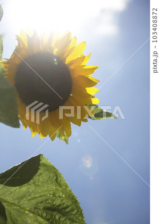 青空と夏の日差しを受けたヒマワリ 103408872