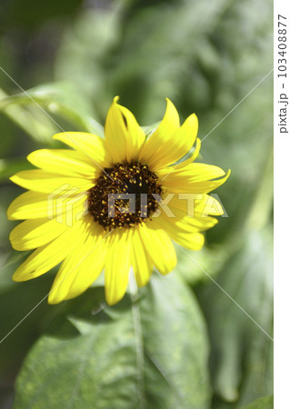 太陽に向かって咲くヒマワリの花 103408877