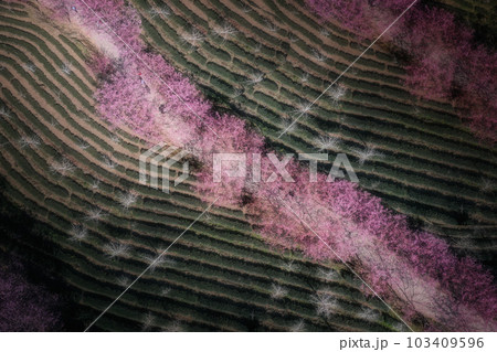 桜 さくら サクラ 103409596