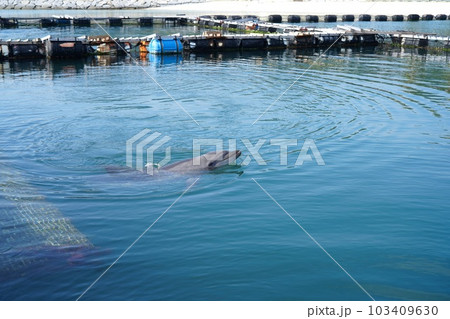 穏やかな海で泳ぐイルカ 穏やかな海で泳ぐイルカ 103409630