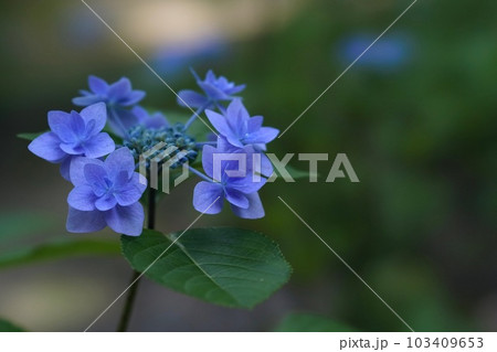 淡い色合いが爽やかな雰囲気の紫陽花 103409653