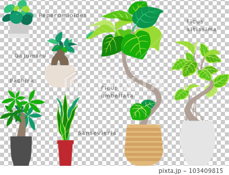 盆栽植物 1 盆栽植物 1 103409815
