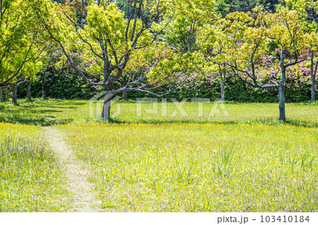 新緑の緑地 新緑の緑地 103410184
