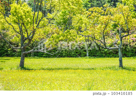 新緑の緑地 103410185