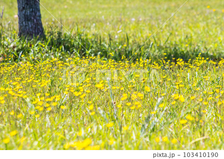 緑地に咲く黄色い草花 103410190