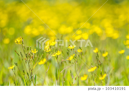 黄色い草花 黄色い草花 103410191