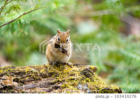 朽ちた倒木の上で樹木の皮を食べるエゾシマリス 103410276