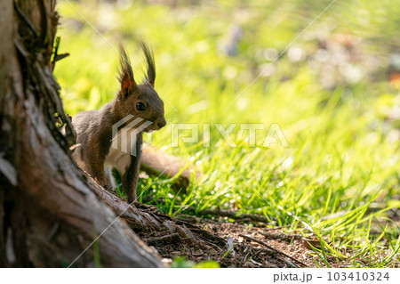 樹木のそばに座るエゾリス 103410324
