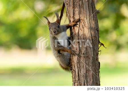 樹木にとまり目線を合わせるエゾリス 103410325
