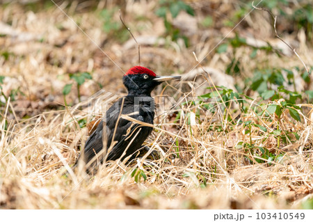 枯れ葉に中にいるクマゲラ 103410549