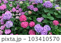 紫陽花-たくさん(小) 103410570