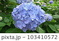 紫陽花-水色 103410572