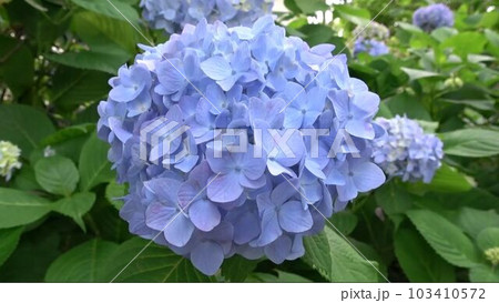 紫陽花-水色 紫陽花-水色 103410572