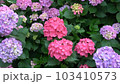 紫陽花-たくさん(中) 103410573