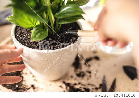 close up of gardener hands crumbling soil in spathiphyllum flowerpot with rake close up of gardener hands crumbling soil in spathiphyllum flowerpot with rake 103411016