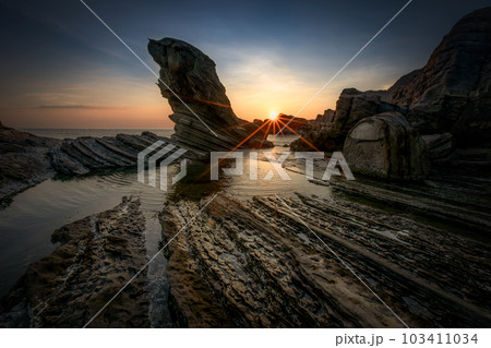 ゴマフアザラシ ゼニガタアザラシ ごまふあざらし 103411034