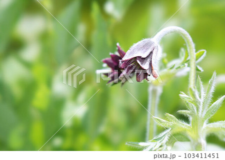 オキナグサの花 103411451