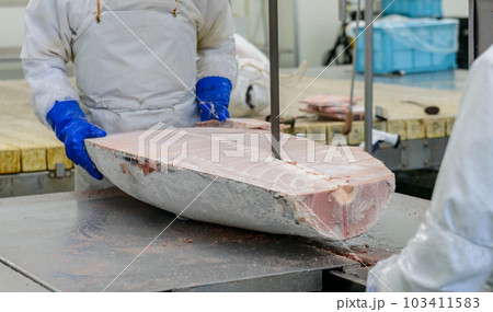 冷凍マグロの加工場 解体作業風景 冷凍マグロの加工場 解体作業風景 103411583