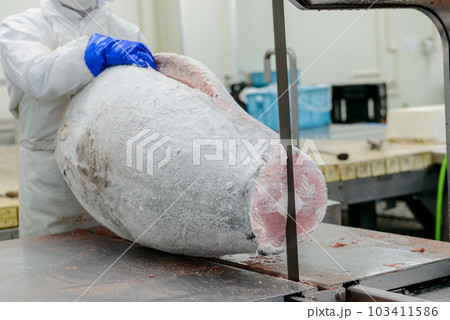 冷凍マグロの加工場 解体作業風景 冷凍マグロの加工場 解体作業風景 103411586