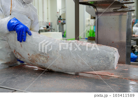 冷凍マグロの加工場 解体作業風景 冷凍マグロの加工場 解体作業風景 103411589