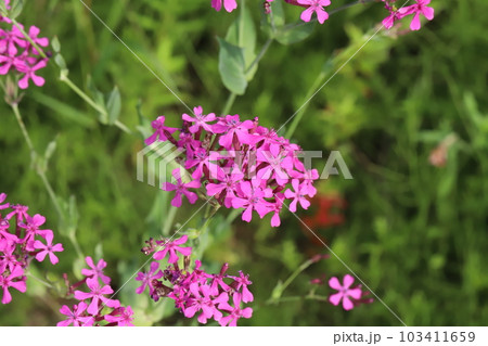 春の公園に咲くムシトリナデシコのピンク色の花 春の公園に咲くムシトリナデシコのピンク色の花 103411659