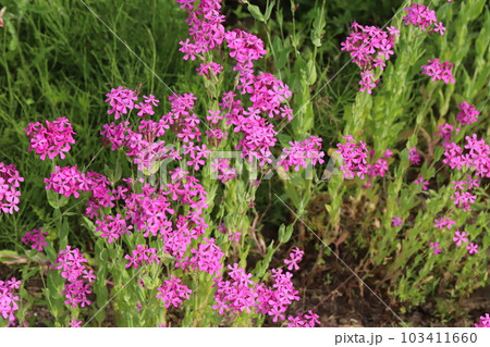 春の公園に咲くムシトリナデシコのピンク色の花 春の公園に咲くムシトリナデシコのピンク色の花 103411660