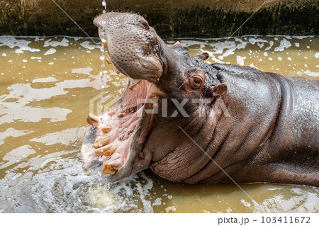 迫力のあるカバの写真 103411672