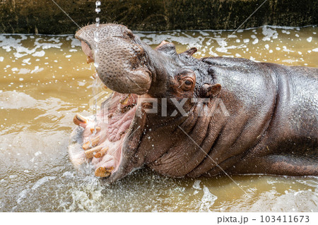 迫力のあるカバの写真 103411673