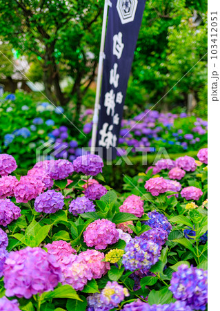 東京　文京区　白山神社のあじさい 103412051