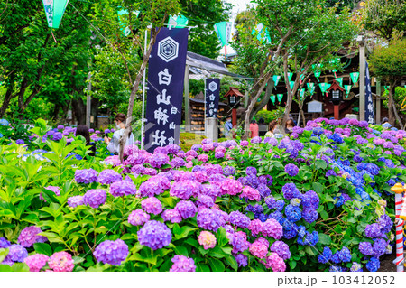 東京　文京区　白山神社のあじさい 103412052