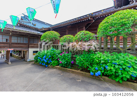 東京　文京区　白山神社のあじさい 103412056