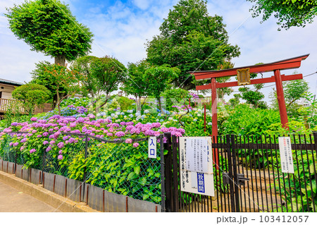 東京 文京区 白山神社のあじさい 東京 文京区 白山神社のあじさい 103412057