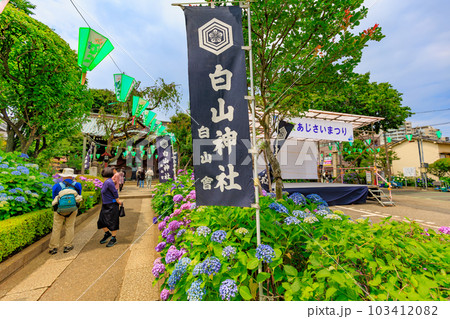 東京　文京区　白山神社のあじさい 103412082