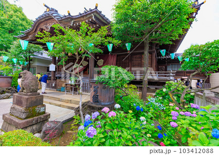 東京　文京区　白山神社のあじさい 103412088