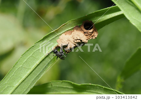 巣作り中のドロバチの一種 巣作り中のドロバチの一種 103413842