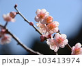 梅の花　透過光の薄桃色の花 103413974