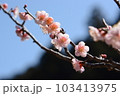 梅の花　透過光の薄桃色の花 103413975