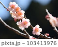梅の花　透過光の薄桃色の花 103413976