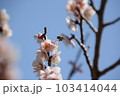 青空の下　梅の花とミツバチ 103414044