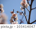 青空の下　梅の花とミツバチ 103414047