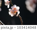 梅の花　透過光の花とミツバチのシルエット 103414048