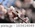 日光を浴びる梅の花とミツバチ 103414049