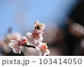 梅の花にミツバチ　頭隠して尻隠さず 103414050