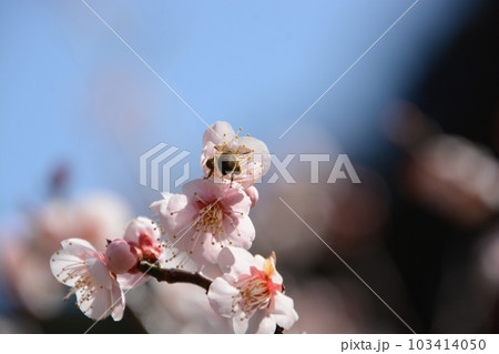 梅の花にミツバチ　頭隠して尻隠さず 103414050