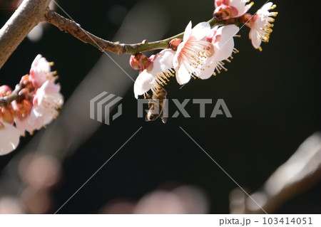 梅の花にぶら下がるミツバチ 103414051