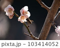 梅の花にぶら下がるミツバチ 103414052