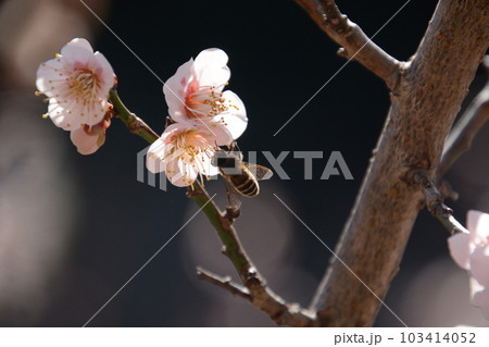 梅の花にぶら下がるミツバチ 103414052